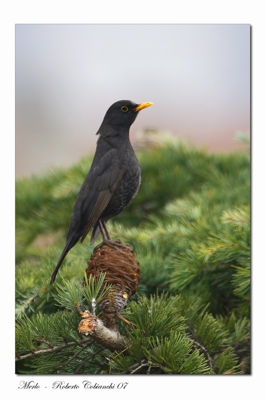 Merlo - Turdus merula